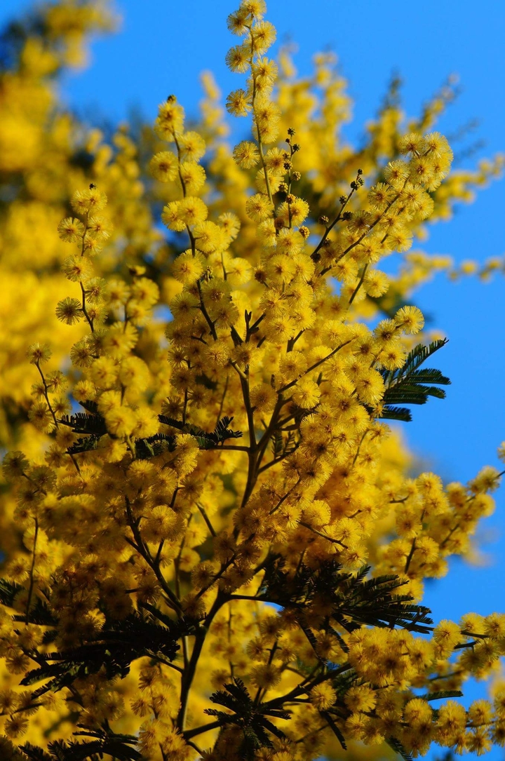 Spring Yellow Acacia (Mimosa) Tree