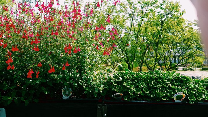 beauty garden