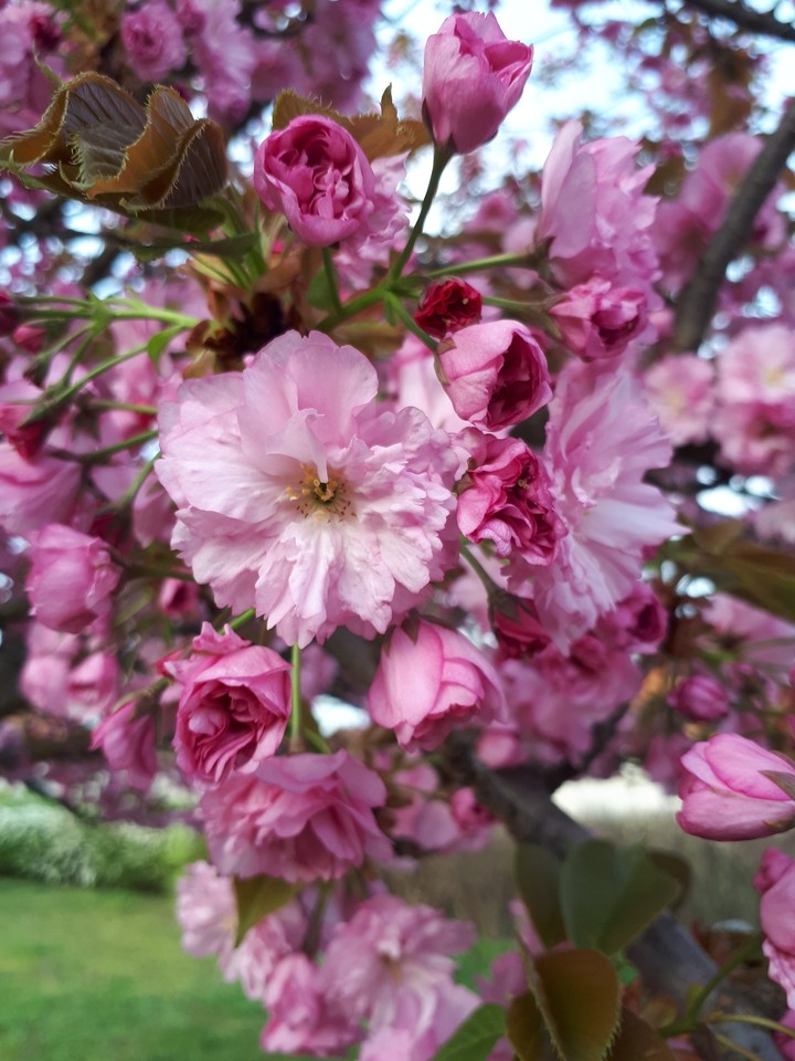 flowers