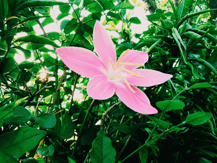 nature club