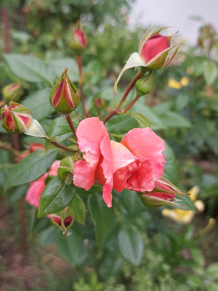 rose