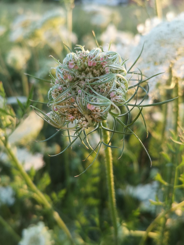 Knospe der Wilden Möhre (Daucus carota)