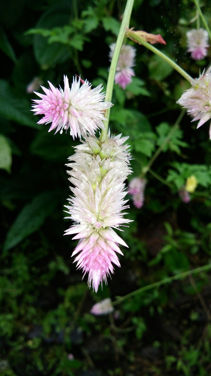 untitled Flower
