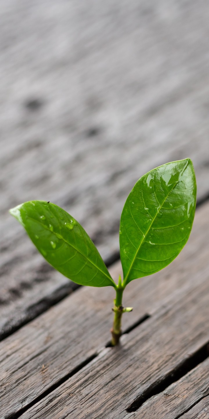 young leafs 