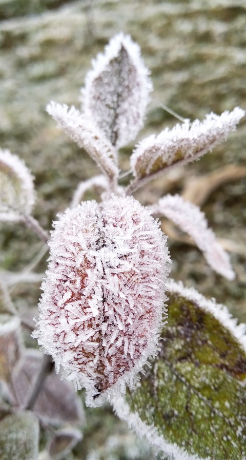 frozen, plant achtergronden