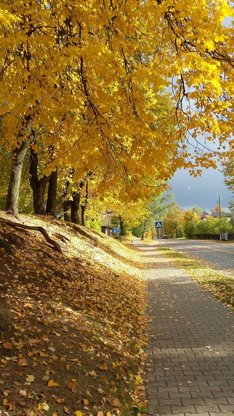 autumn