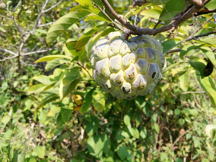 fruit