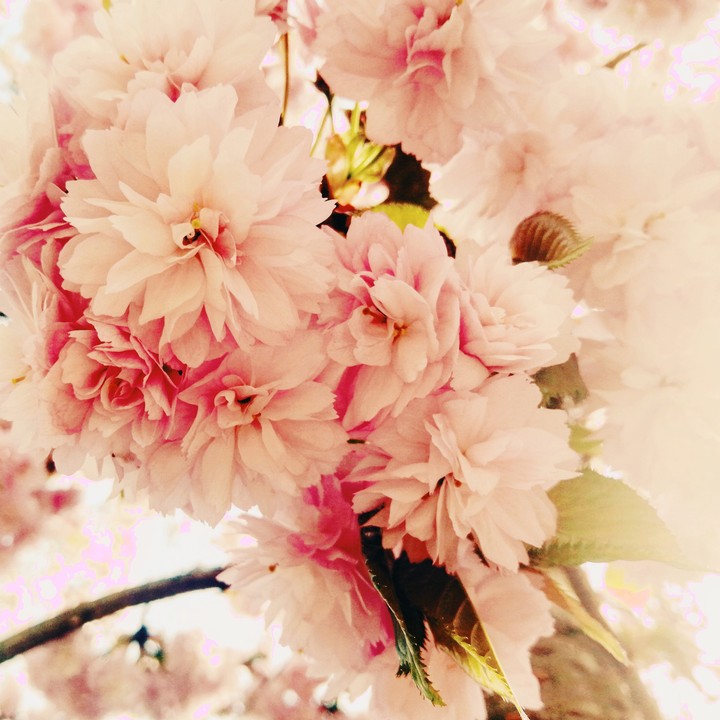 Cherry Blossoms 