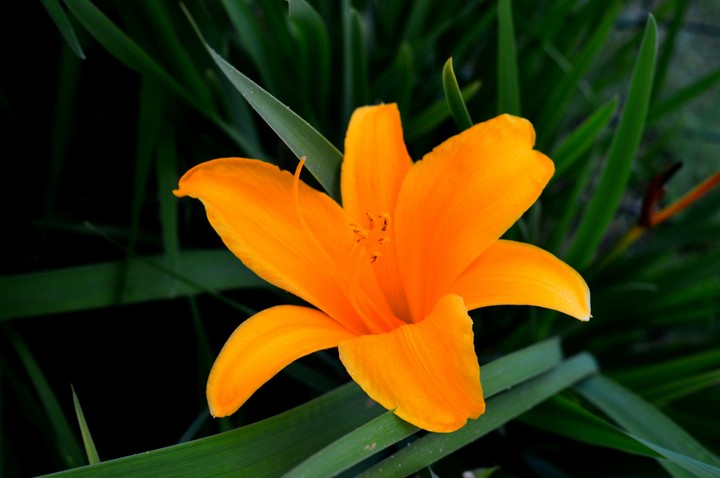 flower