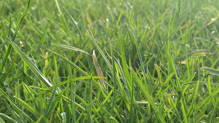 grass