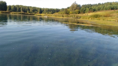 лес