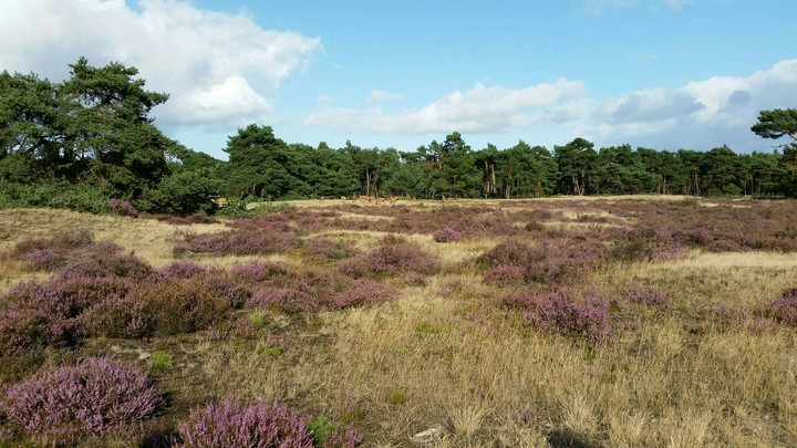 Erica heide Hoge Veluwe, The Netherlands.