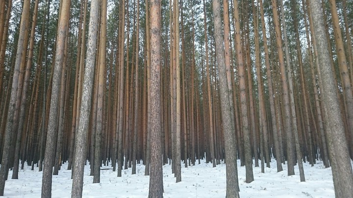 Хвойный лес