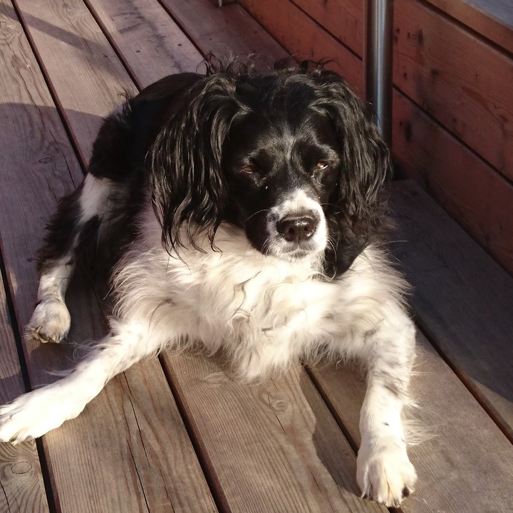 Ayka my brittany