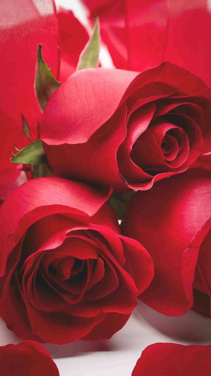all time popular red roses
