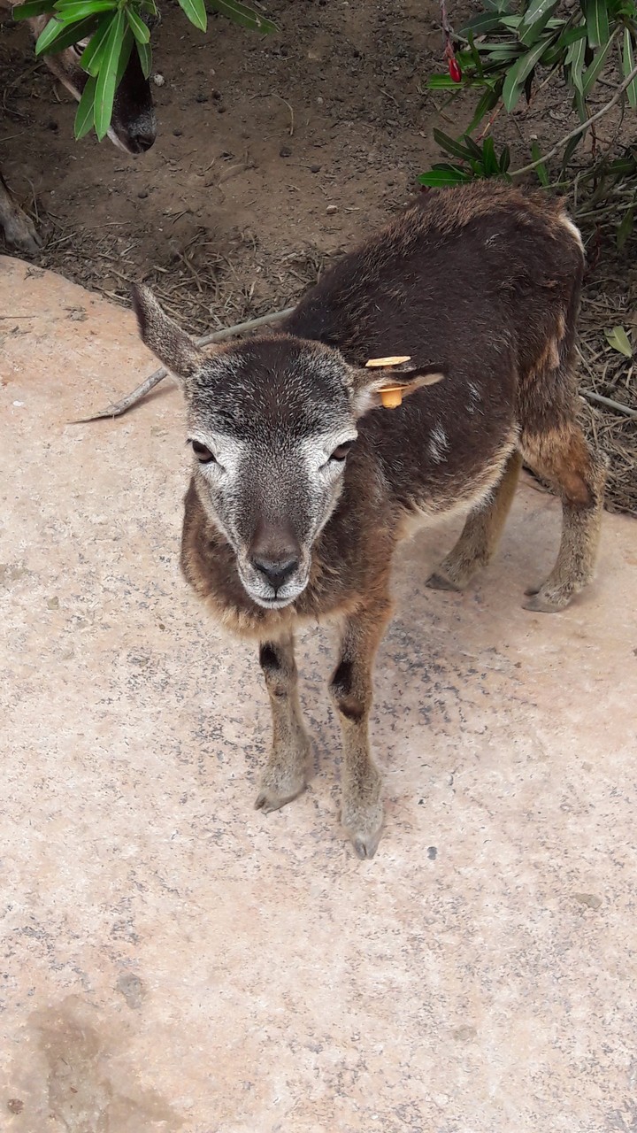 Zoo, Benidorm, Spain