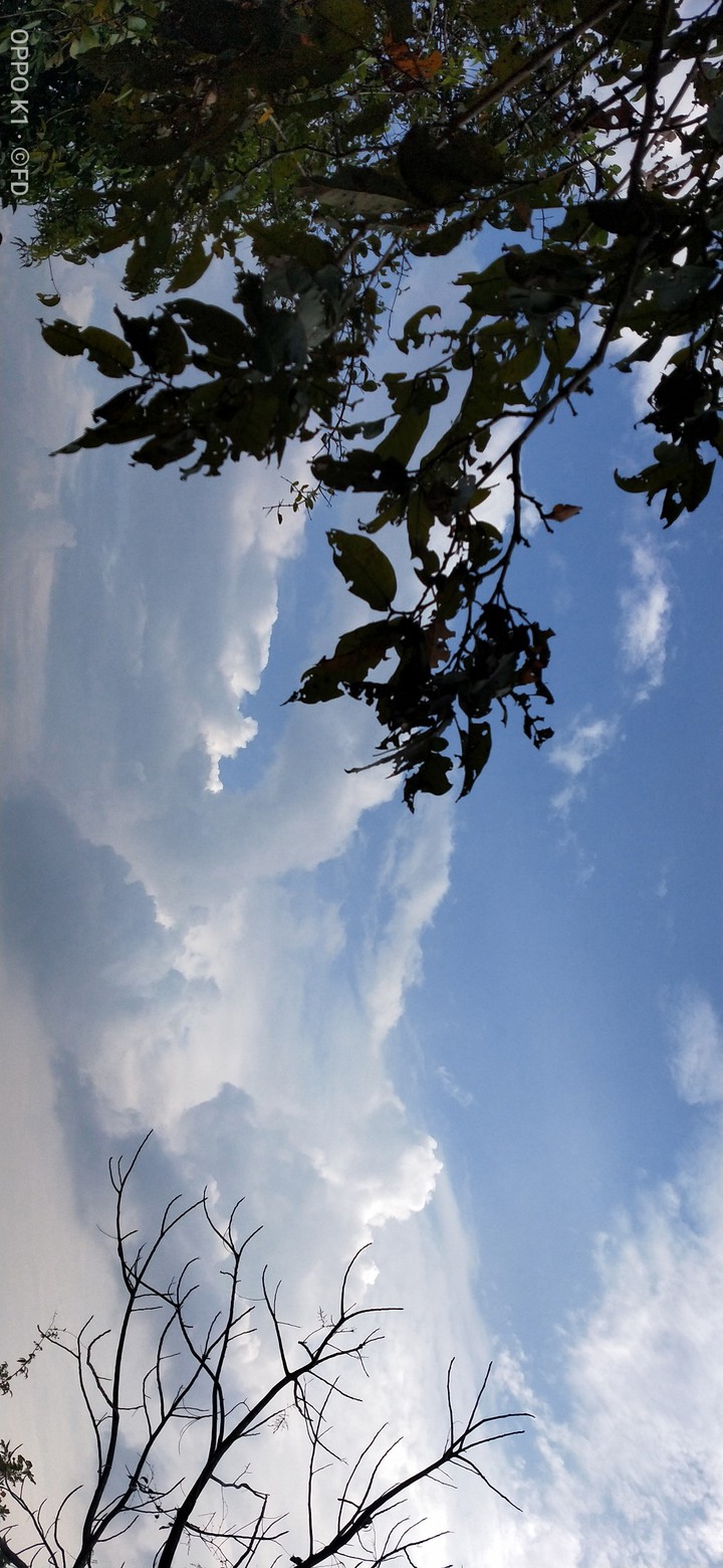 cotton clouds