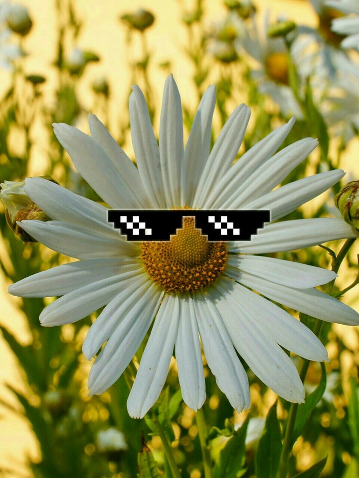flawer