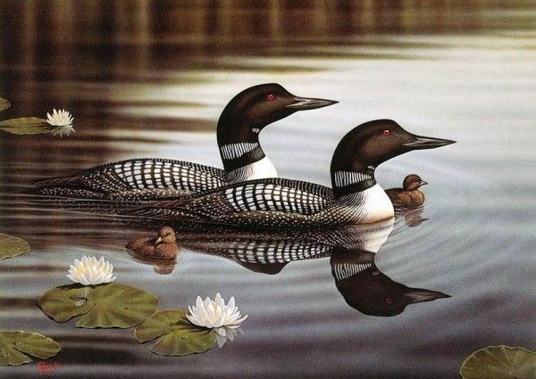 duck