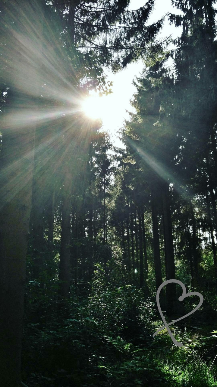 Silence in the trees