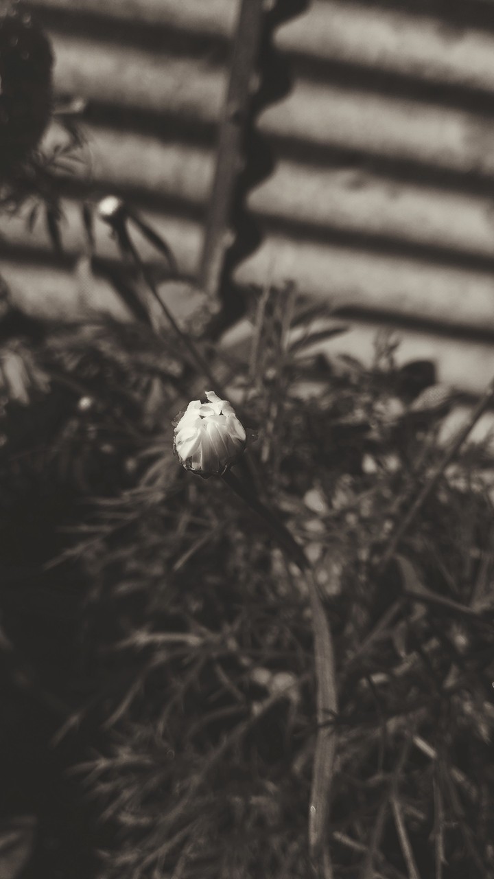 Little Flower