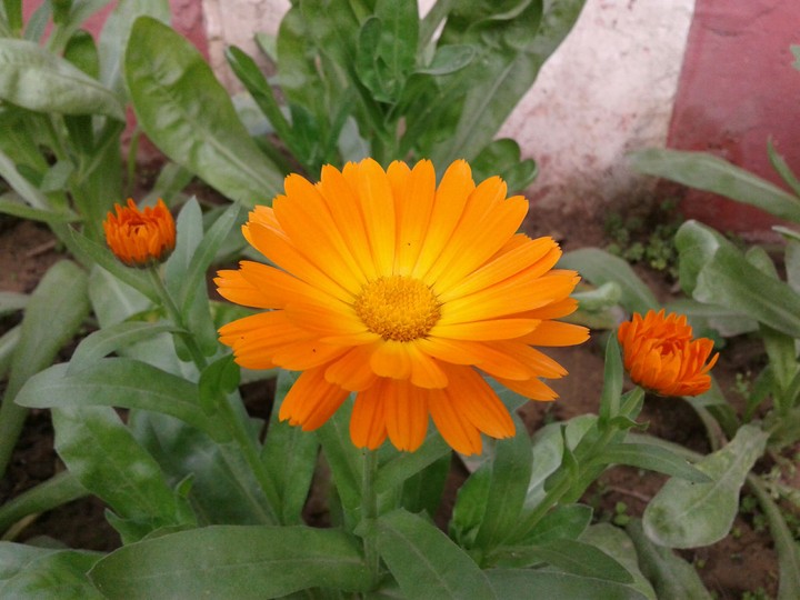 wild flower
