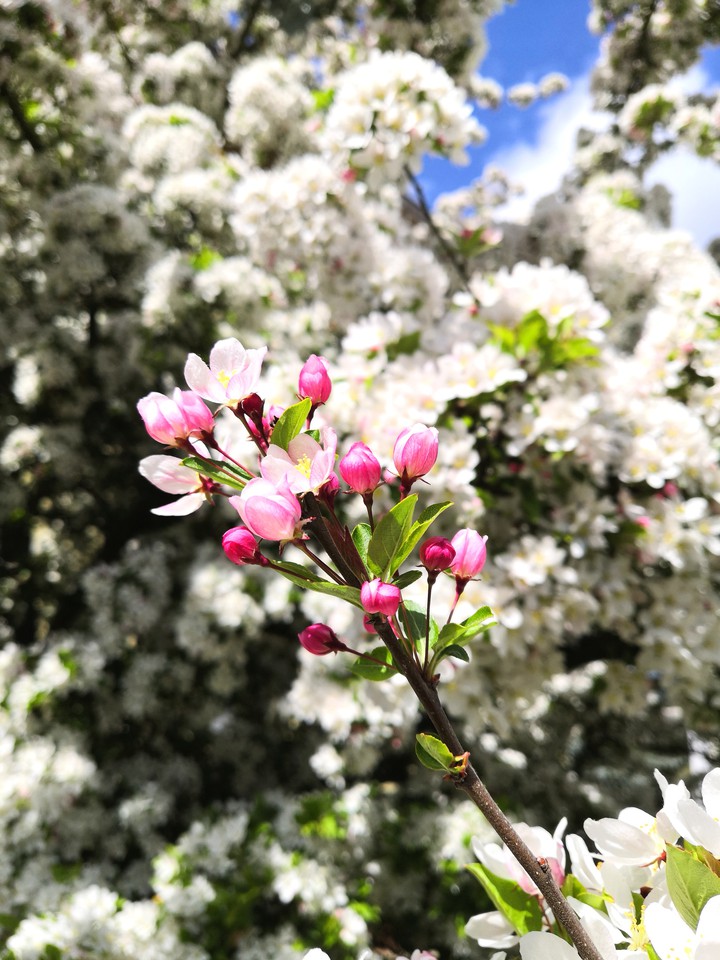 Blossom
