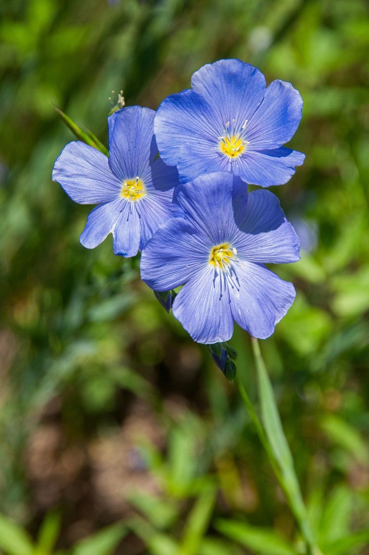 wildflowers