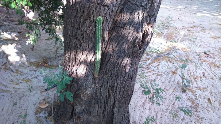 cacto