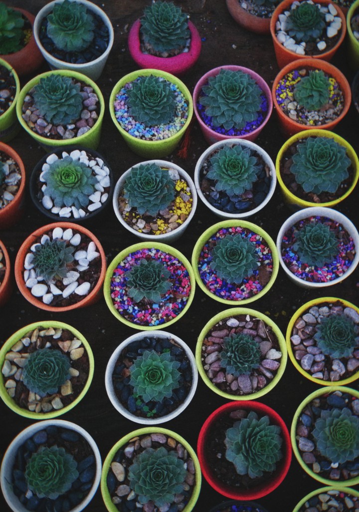 Plantita