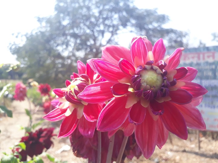 beautiful flowers