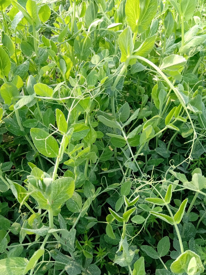 pea nuts trees