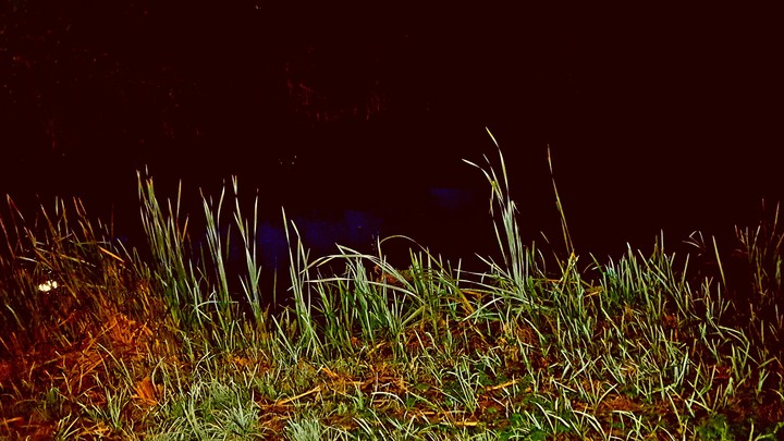 grass