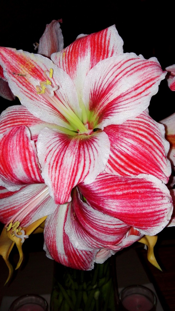 Lily Blossom