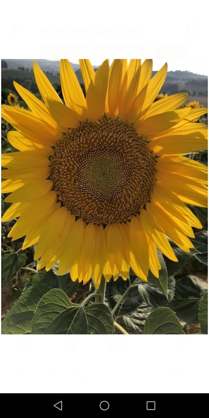 girasole