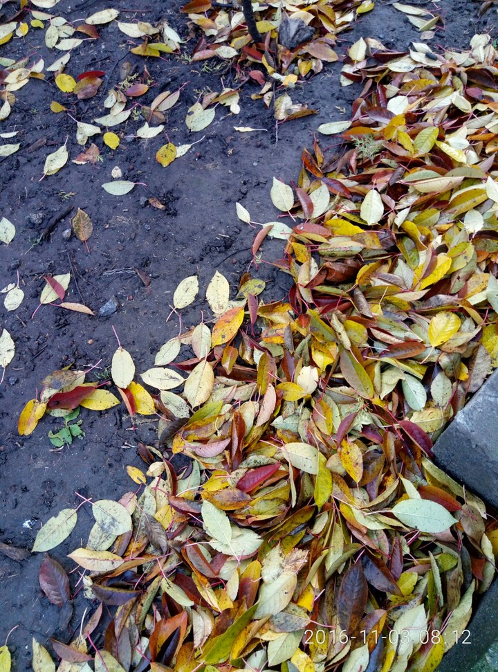autumn