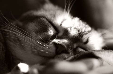 The Kitten