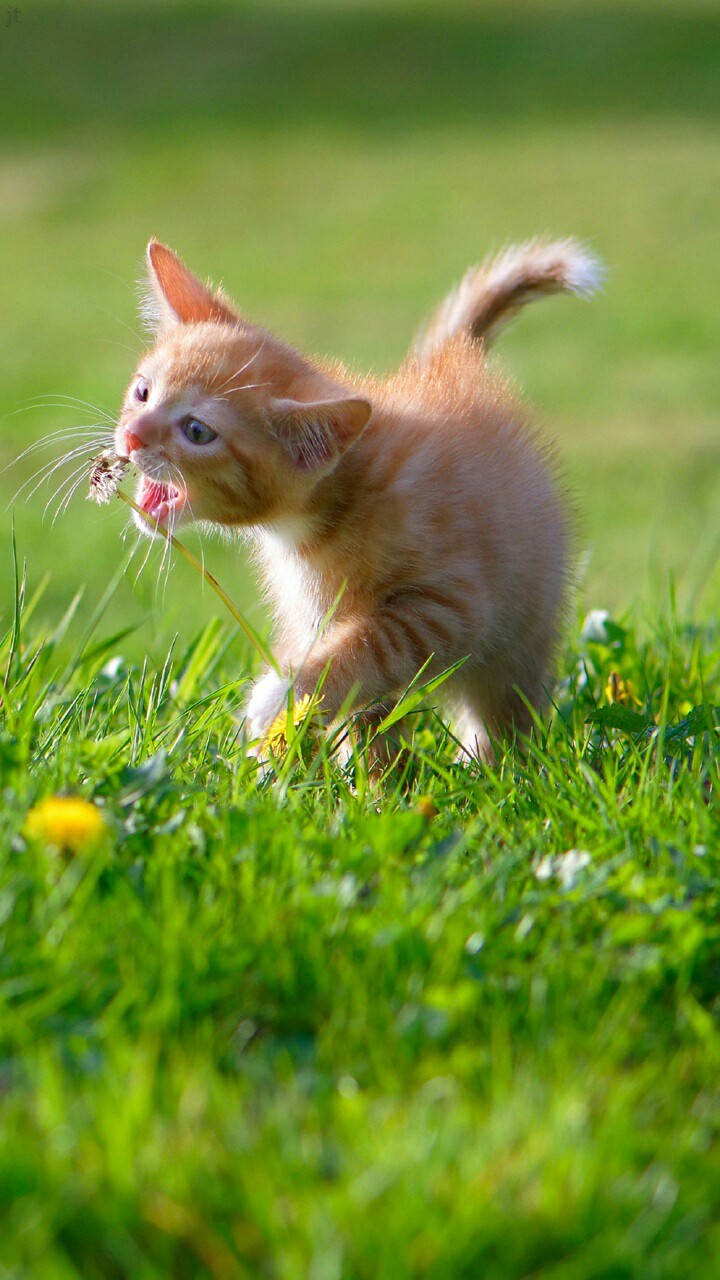 talking ginger