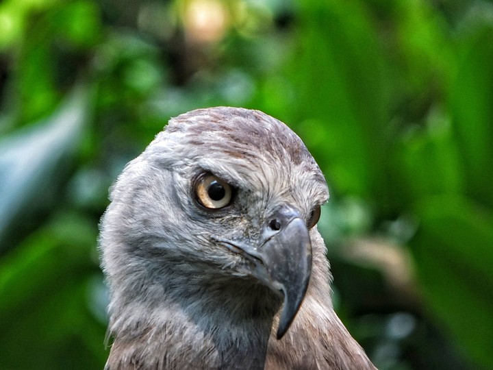 Eagle