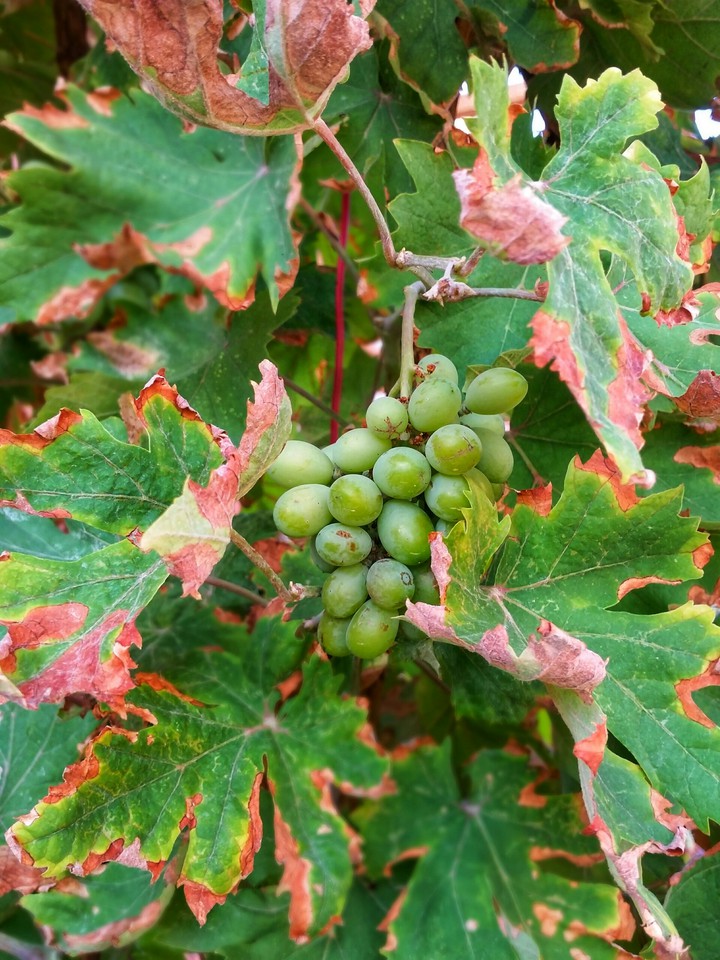 Grape ?