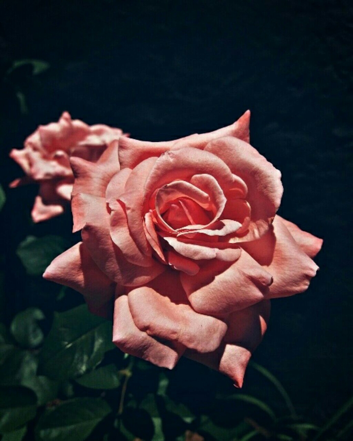 Garden Flowers