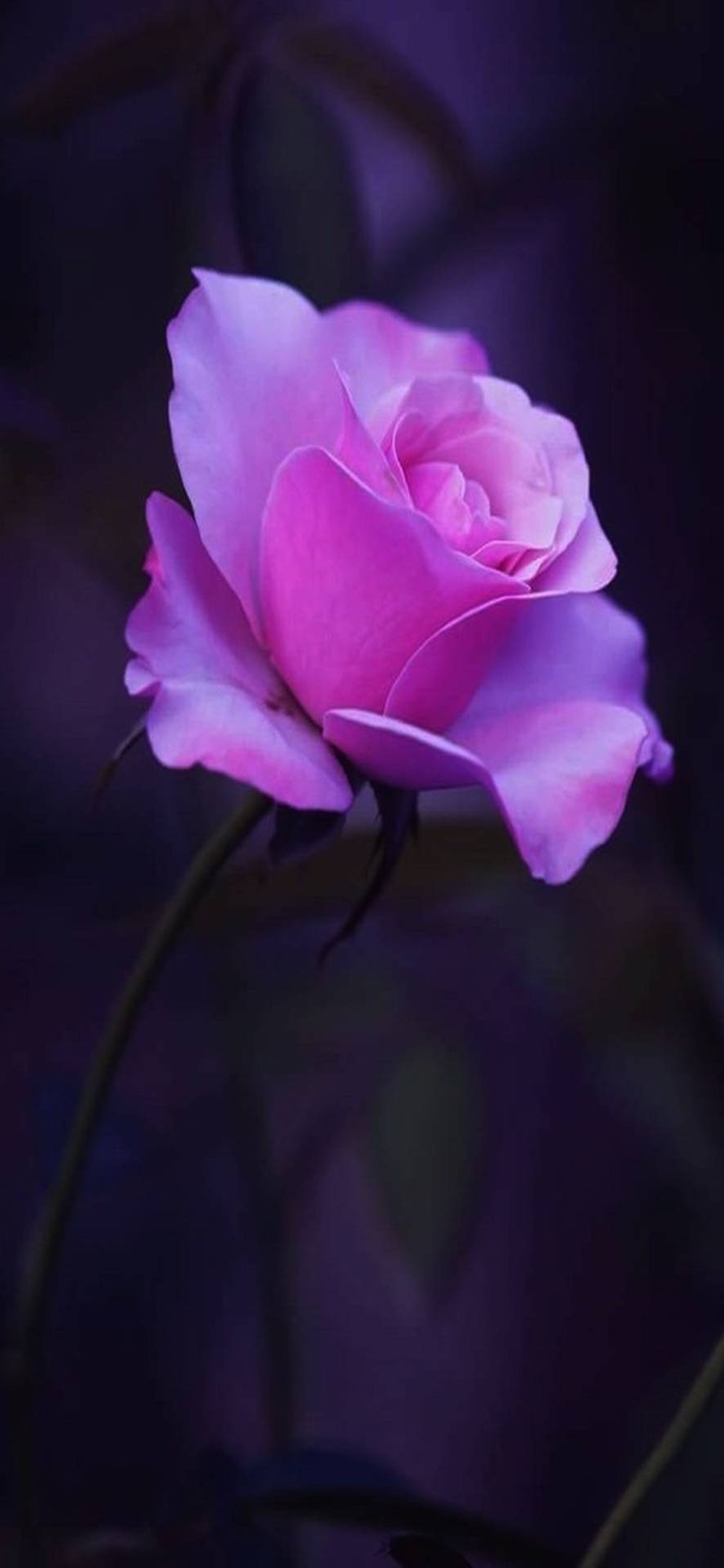 PINK FLOWER