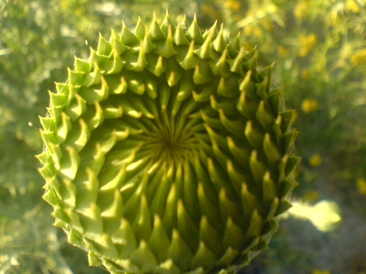 math in nature