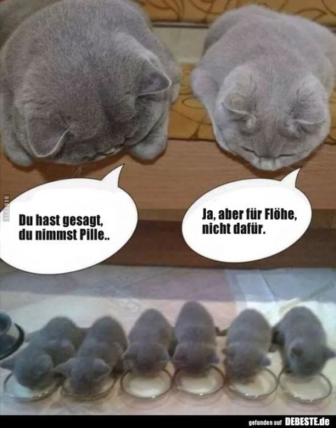 Katzenparade