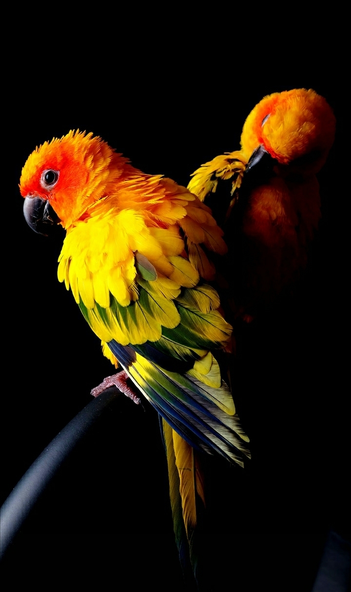 Colourful Parrots