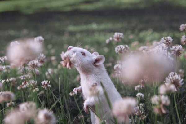 Rat