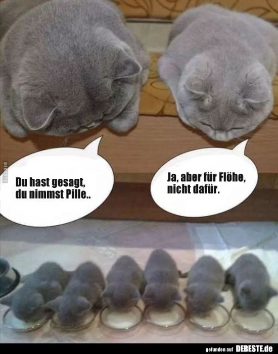 Katzenparade