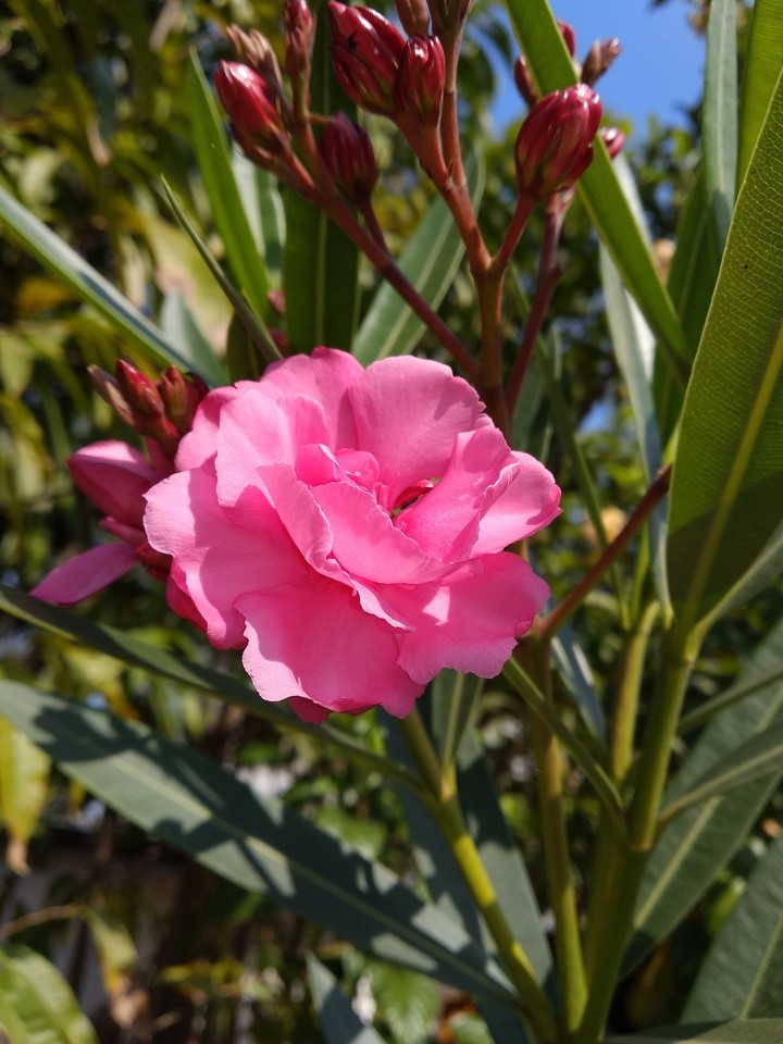 Flower