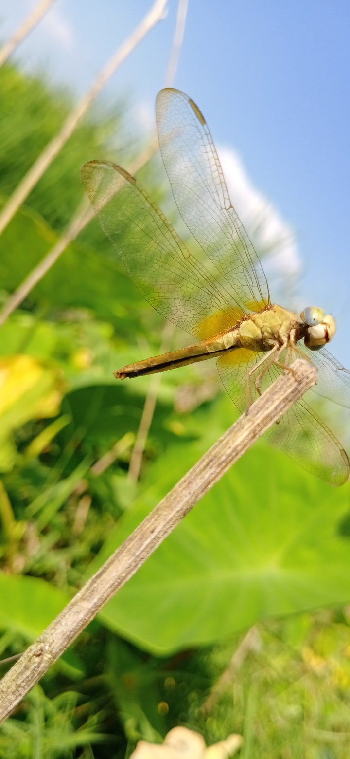Yellow Dragonfly