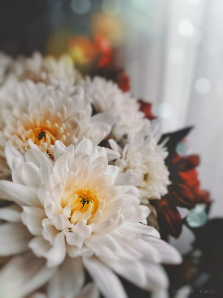 white_petals